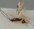  (Clinocentrus excubitor - MZH_GQ.2098)  @11 [ ] by-nc (2023) Simo Vaananen Luomus