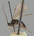  (Aleiodes arcticus - MZH_GQ.2106)  @11 [ ] by-nc (2023) Simo Vaananen Luomus