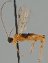  (Aleiodes punctipes - MZH_GQ.2130)  @11 [ ] by-nc (2023) Simo Vaananen Luomus