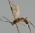  (Aleiodes dissector - MZH_GQ.2147)  @11 [ ] by-nc (2023) Simo Vaananen Luomus