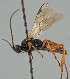  (Aleiodes grassator - MZH_GQ.2149)  @11 [ ] by-nc (2023) Simo Vaananen Luomus