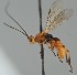  ( - MZH_GQ.2152)  @11 [ ] by-nc (2023) Simo Vaananen Luomus
