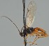  (Aleiodes hirtus - MZH_GQ.2156)  @11 [ ] by-nc (2023) Simo Vaananen Luomus
