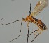  (Aleiodes praetor - MZH_GQ.2157)  @11 [ ] by-nc (2023) Simo Vaananen Luomus