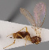  (Aspilota stenogaster - MZH_GQ.218)  @11 [ ] by-nc (2021) Simo Vaananen Luomus