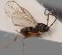  (Synaldis mandibulata - MZH_GQ.227)  @11 [ ] by-nc (2021) Simo Vaananen Luomus
