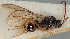  (Dinotrema aureliae - MZH_GQ.29)  @11 [ ] by-nc (2021) Simo Vaananen Luomus