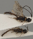  (Coelinidea nigra - MZH_GQ.299)  @11 [ ] by-nc (2021) Simo Väänänen Luomus