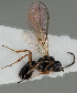  (Dinotrema cratocerum - MZH_GQ.41)  @11 [ ] by-nc (2021) Simo Vaananen Luomus