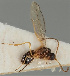  (Dinotrema curtisetum - MZH_GQ.46)  @11 [ ] by-nc (2021) Simo Vaananen Luomus