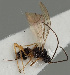  (Dinotrema glabrum - MZH_GQ.55)  @11 [ ] by-nc (2021) Simo Vaananen Luomus