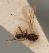  (Pentapleura - MZH_GQ.715)  @11 [ ] by-nc (2021) Simo Väänänen Luomus