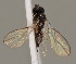  (Synaldis - MZH_GQ.731)  @11 [ ] by-nc (2021) Simo Väänänen Luomus