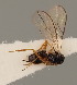  ( - MZH_GQ.733)  @11 [ ] by-nc (2021) Simo Väänänen Luomus
