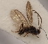  (Orthostigma maculipes - MZH_GQ.739)  @11 [ ] by-nc (2021) Simo Väänänen Luomus