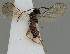  (Dinotrema leptocorne - MZH_GQ.74)  @11 [ ] by-nc (2021) Simo Vaananen Luomus