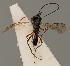  (Pentapleura fuliginosa - MZH_GQ.744)  @11 [ ] by-nc (2021) Simo Vaananen Luomus