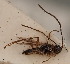  (Atopandrium - MZH_GQ.752)  @11 [ ] by-nc (2021) Simo Väänänen Luomus