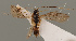  (Cratospila - MZH_GQ.755)  @11 [ ] by-nc (2021) Simo Vaananen Luomus