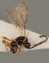  (Orthostigma sculpturatum - MZH_GQ.758)  @11 [ ] by-nc (2021) Simo Väänänen Luomus
