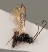  (Orthostigma laticeps - MZH_GQ.760)  @11 [ ] by-nc (2021) Simo Väänänen Luomus