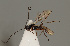 (Phaenocarpa pullata - MZH_GQ.797)  @11 [ ] by-nc (2021) Simo Vaananen Luomus