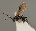  (Alysia obscuripes - MZH_GQ.798)  @11 [ ] by-nc (2021) Simo Vaananen Luomus