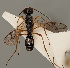  (Phaenocarpa picinervis - MZH_GQ.808)  @11 [ ] by-nc (2021) Simo Vaananen Luomus