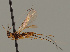  (Phaenocarpa pratellae - MZH_GQ.819)  @11 [ ] by-nc (2021) Simo Vaananen Luomus