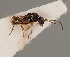  (Trioxys betulae - MZH_GQ.849)  @11 [ ] by-nc (2021) Simo Väänänen Luomus