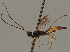  (Coelinidea gracilis - MZH_GQ.877)  @11 [ ] by-nc (2021) Simo Vaananen Luomus