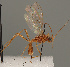  (Zele albiditarsus - MZH_GQ.881)  @11 [ ] by-nc (2021) Simo Vaananen Luomus