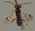  (Ascogaster klugii - MZH_GQ.906)  @11 [ ] by-nc (2021) Simo Vaananen Luomus