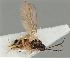  (Dinotrema parapunctatum - MZH_GQ.91)  @11 [ ] by-nc (2021) Simo Vaananen Luomus