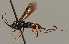  (Agathis varipes - MZH_GQ.911)  @11 [ ] by-nc (2021) Simo Vaananen Luomus