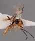  (Pauesia picta - MZH_GQ.929)  @11 [ ] by-nc (2021) Simo Vaananen Luomus