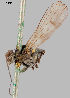  (Hydrophorus ponojensis - MZH_GV.11851)  @11 [ ] by-nc (2021) Marko Mutanen University of Oulu