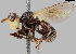  (Myopa occulta - MZH_GV.8119)  @11 [ ] by-nc (2021) Marko Mutanen University of Oulu