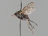  (Dolichopus mannerheimi - MZH_GV.82672)  @11 [ ] by-nc (2021) Marko Mutanen University of Oulu