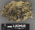  (Acarosporaceae - H9232954)  @11 [ ] by-nc (2023) Erkka Laine Luomus