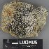  (Lecidella aff. greenii - H9234065)  @11 [ ] by-nc (2023) Erkka Laine Luomus