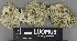  (Lecidella cf. euphorea - H9235179)  @11 [ ] by-nc (2023) Erkka Laine Luomus