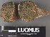  ( - H9238081)  @11 [ ] by-nc (2023) Erkka Laine Luomus