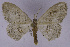  (Problepsis cf. vestalis - HSS18713)  @11 [ ] BY-NC-SA (2022) Hermann Staude, RSA Hermann Staude