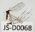  (Trichocera sibirica - JS-D0068)  @11 [ ] by-nc (2021) Juha Salokannel Unspecified
