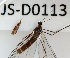  (Trichocera longa - JS-D0113)  @11 [ ] by-nc (2021) Juha Salokannel Unspecified