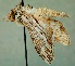  (Cucullia naruenensis - KN00930)  @14 [ ] CreativeCommons - Attribution Non-Commercial (2016) Marko Mutanen University of Oulu