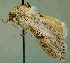  (Cucullia hemidiaphana - KN00932)  @14 [ ] CreativeCommons - Attribution Non-Commercial (2016) Marko Mutanen University of Oulu