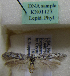  (Scythris sp. KN1127 - KN01127)  @11 [ ] by-nc (2021) Kari Nupponen Unspecified