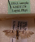  (Scythris sp. KN1128 - KN01128)  @11 [ ] by-nc (2021) Kari Nupponen Unspecified